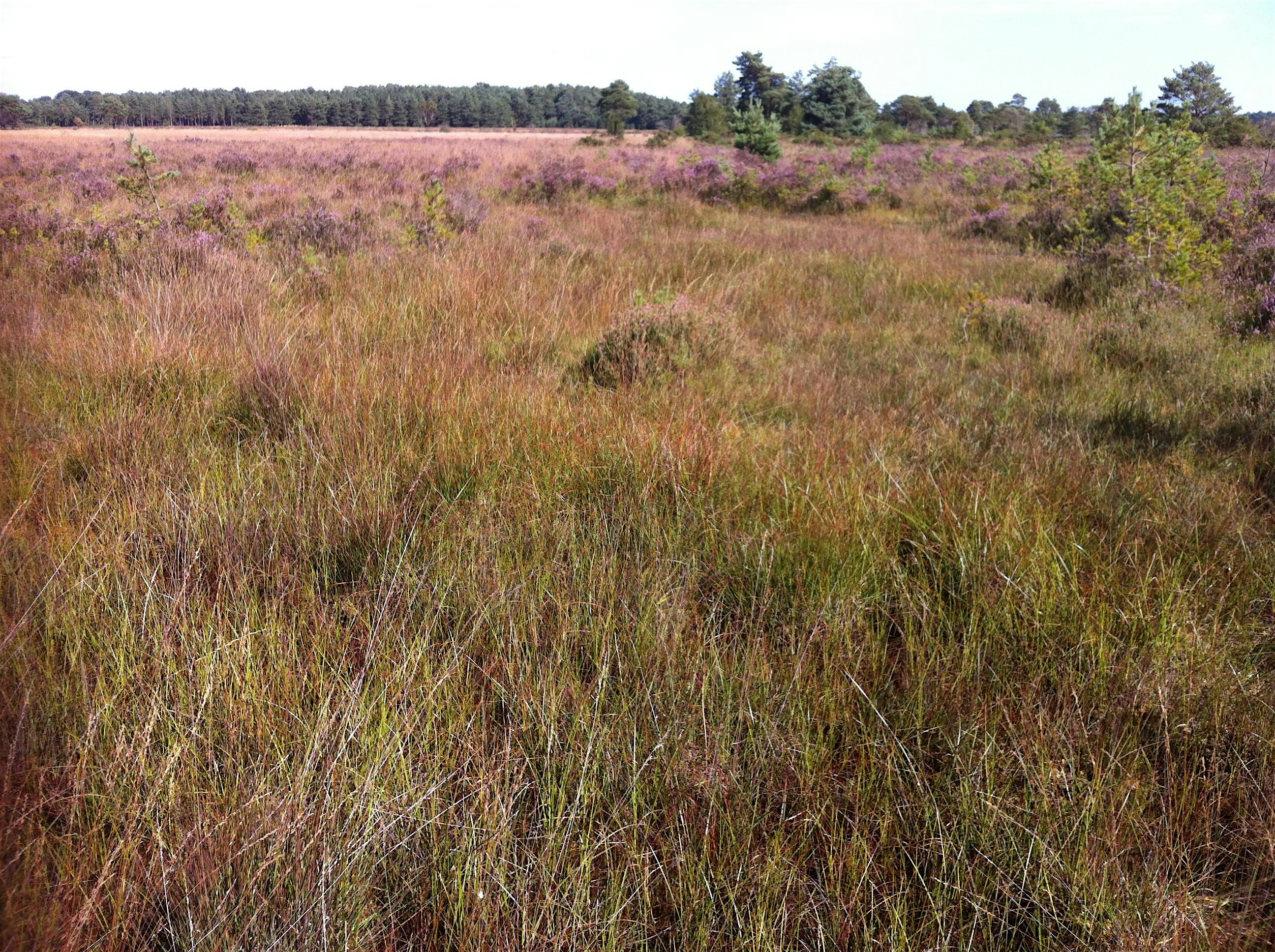 Heathland, Acid Grassland and Bogs - Habitat Survey and Assessment