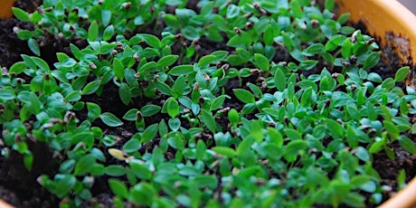 LWTE: Growing Herbs in Shady Areas primary image