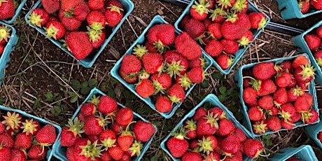 Growing Strawberries primary image
