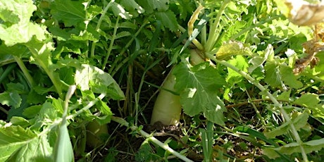 Improving Soil Health with Cover Crops primary image