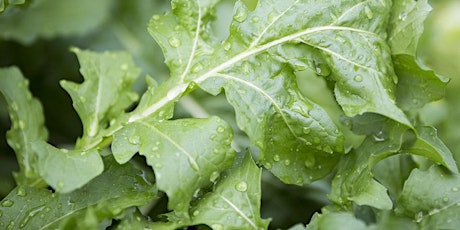 Yard and Garden Food Production primary image