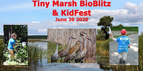 Tiny Marsh BioBlitz  and KidFest