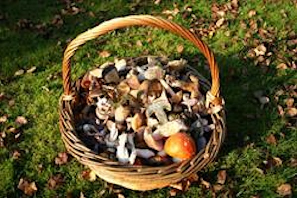 Wild Food Fest - Fungi Forage