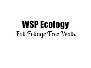 Fall Foliage Tree Walk in Washington Square Park led by Leslie Day, PhD primary image