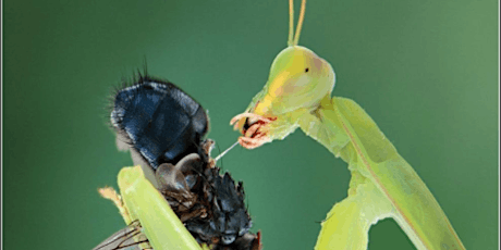 Insect Diversity and Conservation primary image