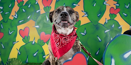 Sweet Barks 2020 - Photo Session with ATX Social Pup primary image