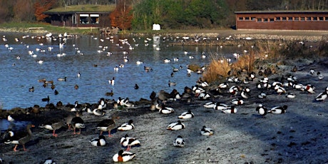 Imagem principal de Birdwatching Class: WWT Martin Mere