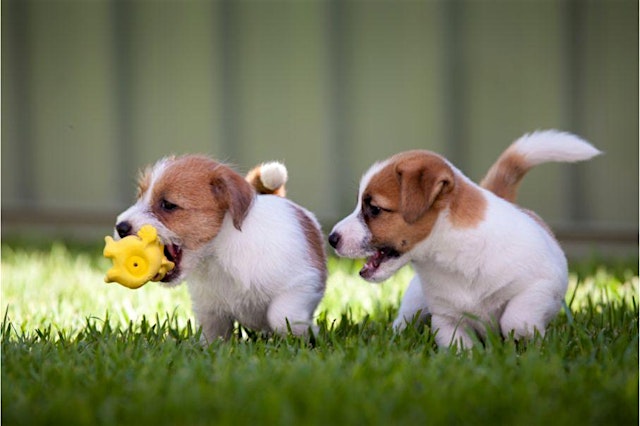 Image principale de Puppy Socialization Class at Goodheart Broadway (9-16 Weeks)