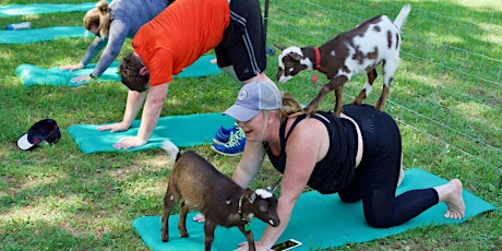 Goat Yoga Public Events- February 8th, 2020