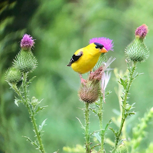 Image principale de Goldfinch Galore Walk