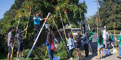  Citrus Season Walnut Creek Area Community Harvest primary image