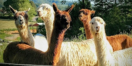 Sunday, June 14th, 2020 Alpaca Farm Visit