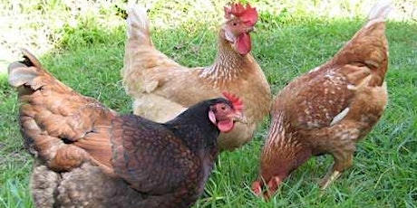 Backyard Chicken Basics (Ulladulla) primary image