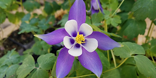 Golden Co Lifestyle Events Eventbrite