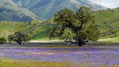 Mapping California's Important Plant Areas primary image