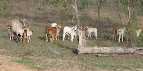 POSTPONED - Beef Industry Breakfast - Smart spending on superb science primary image