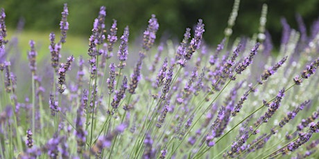 Lavender 101 Class primary image