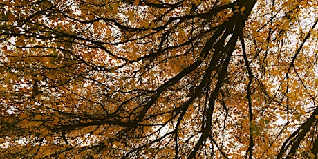 Seasonal Yin & Pin Event (Yin Yoga and Acupuncture): Autumn Edition primary image
