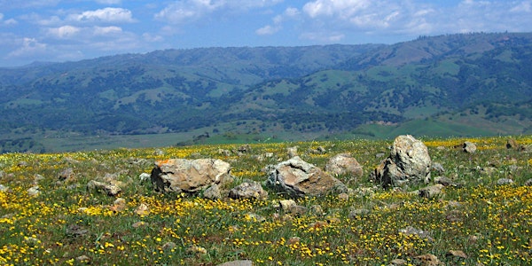 *CANCELED* Coyote Ridge Wildflowers: Self-Guided Access Days
