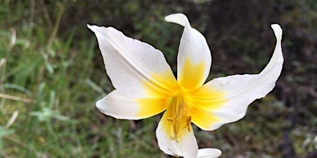 Hauptbild für Wildflowers/Geology Mt. Saint Helena (Virtual Hike)