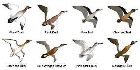 Waterfowl Identification Test (WIT) - Seymour primary image