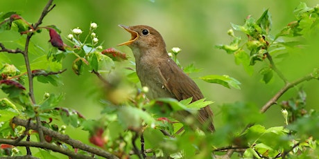 Listening to Nightingales at RSPB Highnam Wood primary image