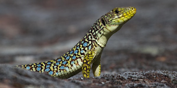 J'ai RDV avec la Biodiversité : les reptiles, amphibiens et insectes