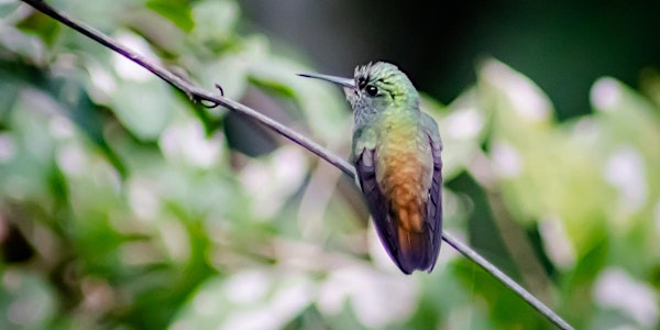 Saída Fotográfica para Observação de Pássaros na Juréia