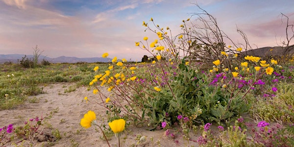 Learn Ecology & Photography in Peak Season for Wildflowers