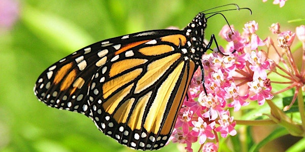 Livestream Lunch and Learn: Monarch Butterfly Conservation 