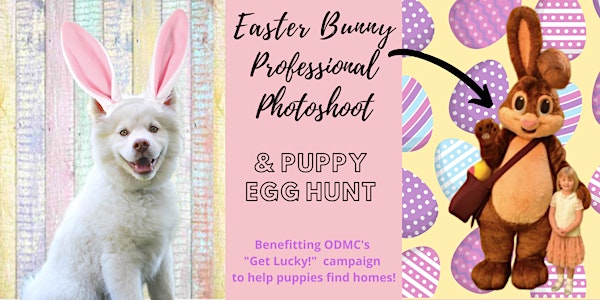 Professional Easter Photo Shoot w/ Puppy Easter Egg Hunt!