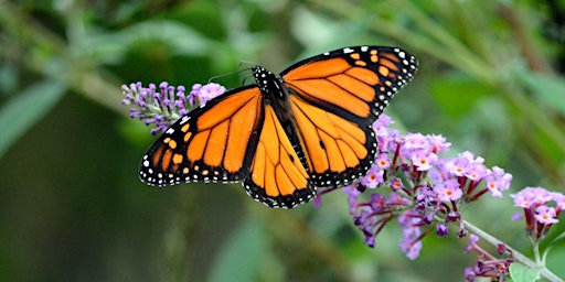 Immagine principale di ATELIER : PAPILLON