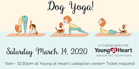 Dog Yoga at Young at Heart primary image