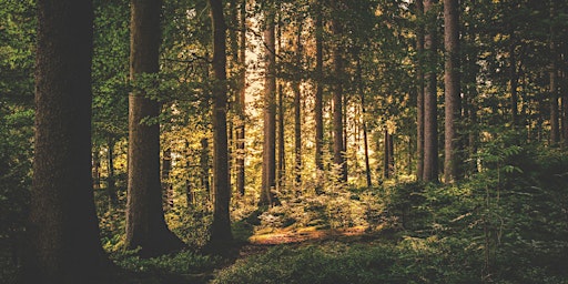 Primaire afbeelding van FORUM : QUELLES REPRESENTATIONS DE LA FORÊT, HIER ET AUJOURD’HUI ?