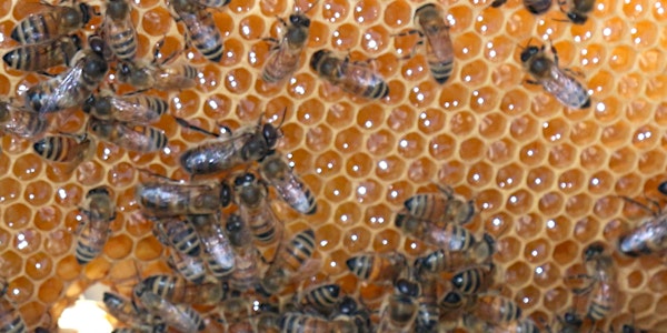 Abeille et apiculture - débutants (extrait formation asychrone) Él. au CPF