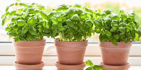 Create Your Very Own Medicinal Window Sill Garden! primary image