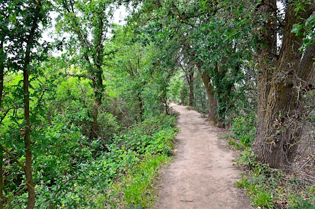 Imagem principal de Cosumnes River Preserve Bird Survey