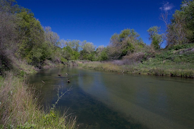 Imagem principal de Birding the Woodbridge Wilderness Area
