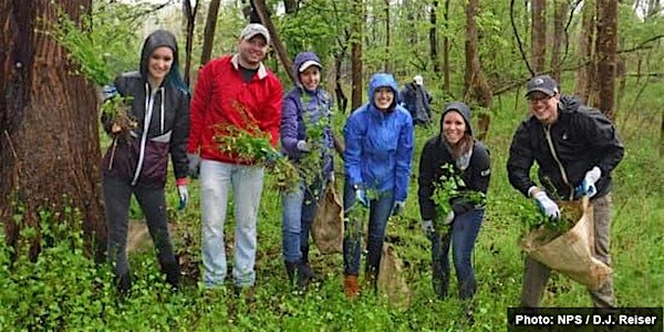 Invasive Plant Removal Drop In - August 13