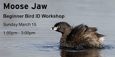 Moose Jaw - Beginner Bird ID Workshop primary image