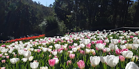 Araluen's Tulip Planting 2020 primary image