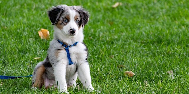 Image principale de Seminar: Puppies - Preparation, Priorities and Problem Solving