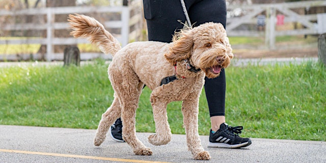 Image principale de PAWsitive Community Catch Up with Safe Pets Safe Families