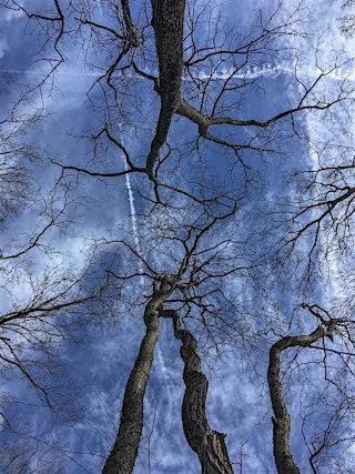 Imagen principal de Winter Tree Identification Workshop: Botany and Bloom Series