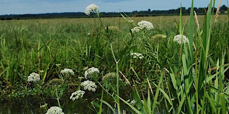 Introducing Great Water Parsnip to Broomhill Flash Nature Reserve primary image