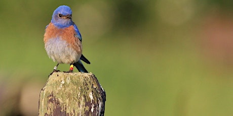 Bluebird Nest Box Trail Monitoring Online Workshop primary image
