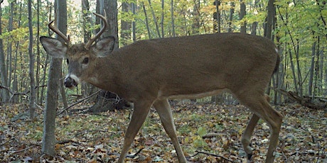 2020 Deer Survey at Black Rock Forest primary image