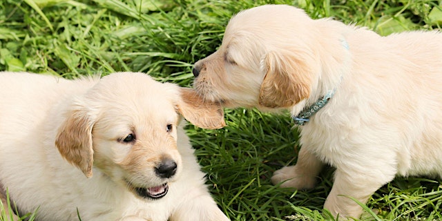 Image principale de Playgroup 1: Junior Puppy (<14 Weeks)