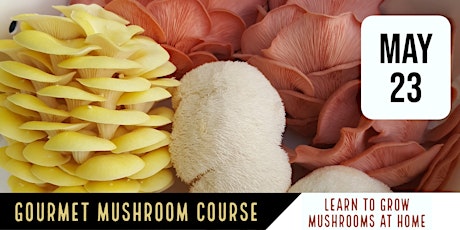 Mountaintop Mushrooms Grow Mushrooms At Home Course primary image