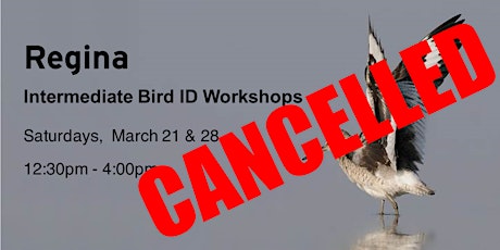 CANCELLED - Regina - Intermediate Bird ID Workshop series primary image